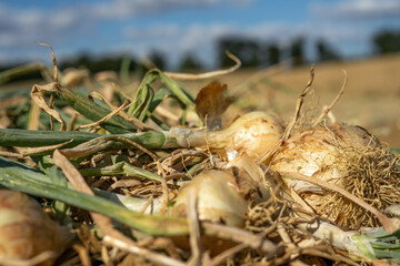  Field with ripe onions for harvest. Productivity of French farmers.