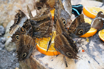 Schmetterlinge beim Essen speisen Orange  Schmetterling  