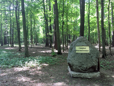 Russia, Moscow / may, 2019: stone-pointer with the inscription "Old larch" in Izmailovsky Park
