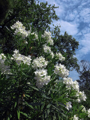 Blooming white oleander in the garden of the Yusupov Palace, Koreiz, Crimea