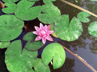 Nymphaea Rose Arey, pink water flower