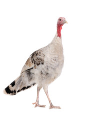 gray yong female turkey isolated on a white background.
