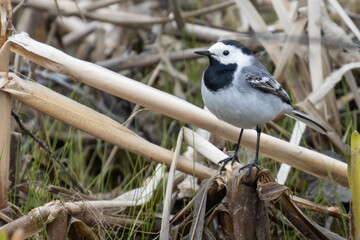 white wagtail