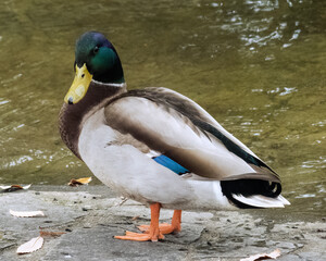 Fototapeta premium オスのマガモ