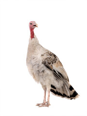 gray yong female turkey isolated on a white background.