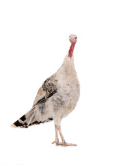 gray yong female turkey isolated on a white background.