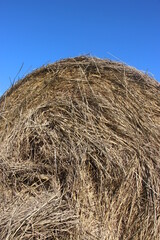 Golden hay under blue sky. Agricultural background