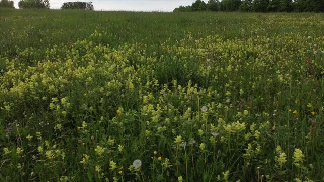Klappertopfbl&uuml;ten in Magerwiese in der Eifel