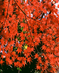 モミジ紅葉