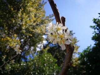 tree in bloom © AnalaSusana