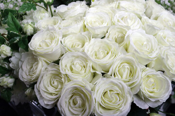 White Roses is the ideal gift for a blooming romance.