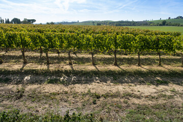 Fototapeta na wymiar vineyard in a row in the Tuscan Val d'Orcia