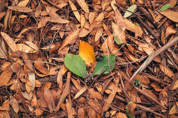 Little autumn leaves lying on the ground. autumn mood and golden autumn time. autumn cover of golden leaves. 