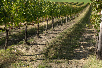 vineyard in a row in the Tuscan Val d'Orcia