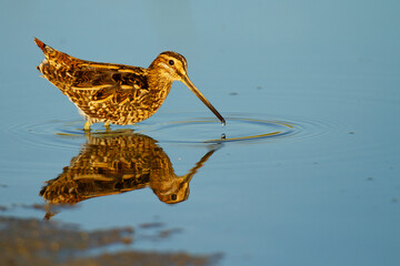 Common snipe, Gallinago gallinago, waterfowl, Doñana National Park, Spain.