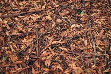 Autumn texture. autumn cover of golden leaves. the beauty of the earth in autumn. autumn mood and golden autumn time