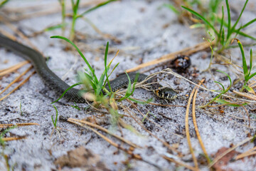 A small grass snake Natrix crawls in the forest on the forest sandy soil close-up. Horizontal orientation. High quality photo