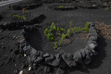 Lanzarote vulkanische Insel mit Wein, Architektur und Lava, Felsen und Meer