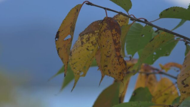 青空と秋に色づく木の葉