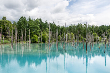 Blue Pond (Biei), Japan