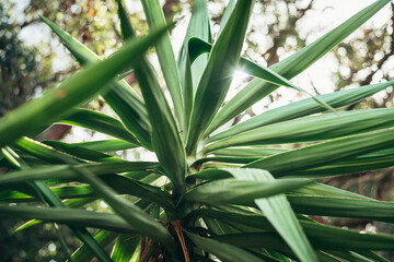 green leaves of a palm tree in the sun