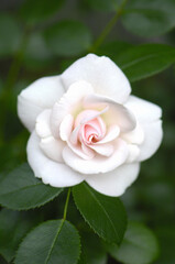 淡いピンク色のバラ