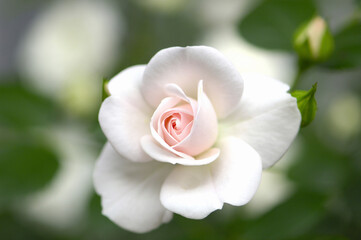 Fototapeta na wymiar 淡いピンク色のバラ