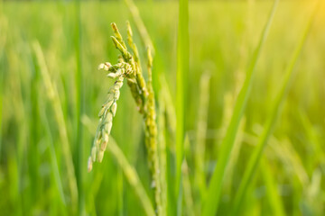 Rice that produces rice in the morning paddy field