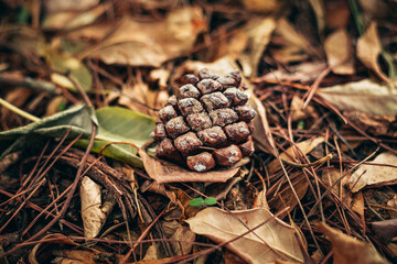 A small lump lying on the ground covered with golden leaves. autumn mood and golden autumn time. autumn cover of golden leaves. Autumn style and mood. vintage autumn photo.