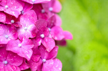 Obraz premium アジサイの花