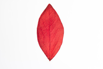 Red Maple bush autumn leaf macro close up shot isolated on white