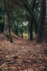 Mysterious and mysterious autumn path in the forest. autumn mood and golden autumn time. autumn cover of golden leaves. Autumn style and mood. vintage autumn photo.