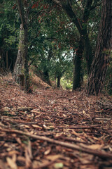 Mysterious and mysterious autumn path in the forest. autumn mood and golden autumn time. autumn cover of golden leaves. Autumn style and mood. vintage autumn photo.