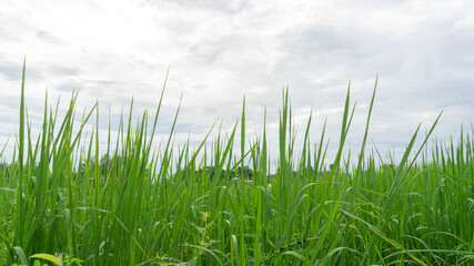 Obraz premium Photos of green rice and fields