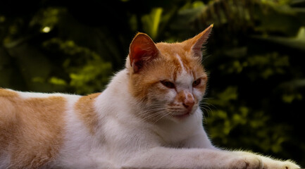 Picture of a cat taking in daylight.