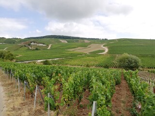 Fototapeta na wymiar vineyard in region countryside of France