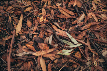 Autumn mood. Golden time of autumn. autumn cover of golden leaves. Autumn style and mood. vintage autumn photo.