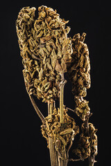 dried Medical marijuana bud. Cannabis flower strain. Indica, sativa, hybrid. Weed flower. Pictures for dispensary menu. Medical marijuana dried flower buds. Dark background. Vertical