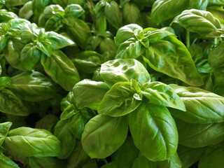 vista ravvicinata di una grande quantità di basilico