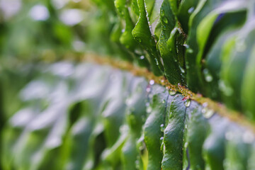 Beautyful ferns leaves green foliage natural floral fern background in sunlight. horizontal