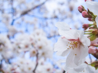 桜の花　マクロ