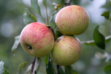 three ripe apples on a branch close-up, selective focus, tinted image, spet crop of apples.