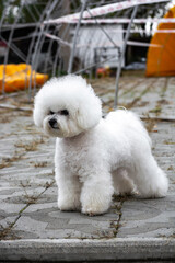white dog French poodle on the street