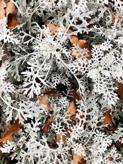 Beautiful blue plant in a flower bed 