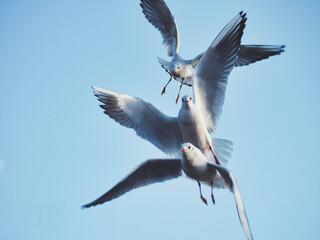 Dinamic seagulls