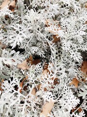 Beautiful blue plant in a flower bed 