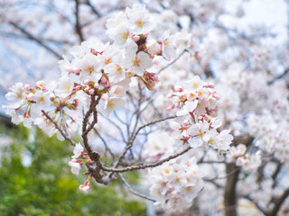 Obraz premium 美しいピンクの桜の花