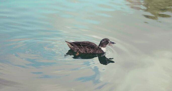 Duck quacking while swimming in clear water