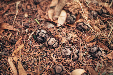 colors and beauty of autumn. land covered with autumn leaves and tree cones  