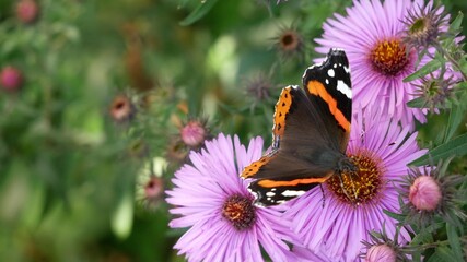 A butterfly eats nectar on a pink flower.